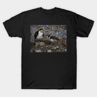 The Masked Lapwing T-Shirt